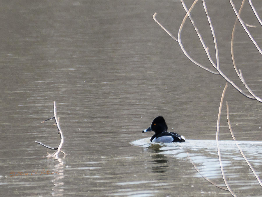 Ring-necked Duck Swiming Photograph by Ed Peterson