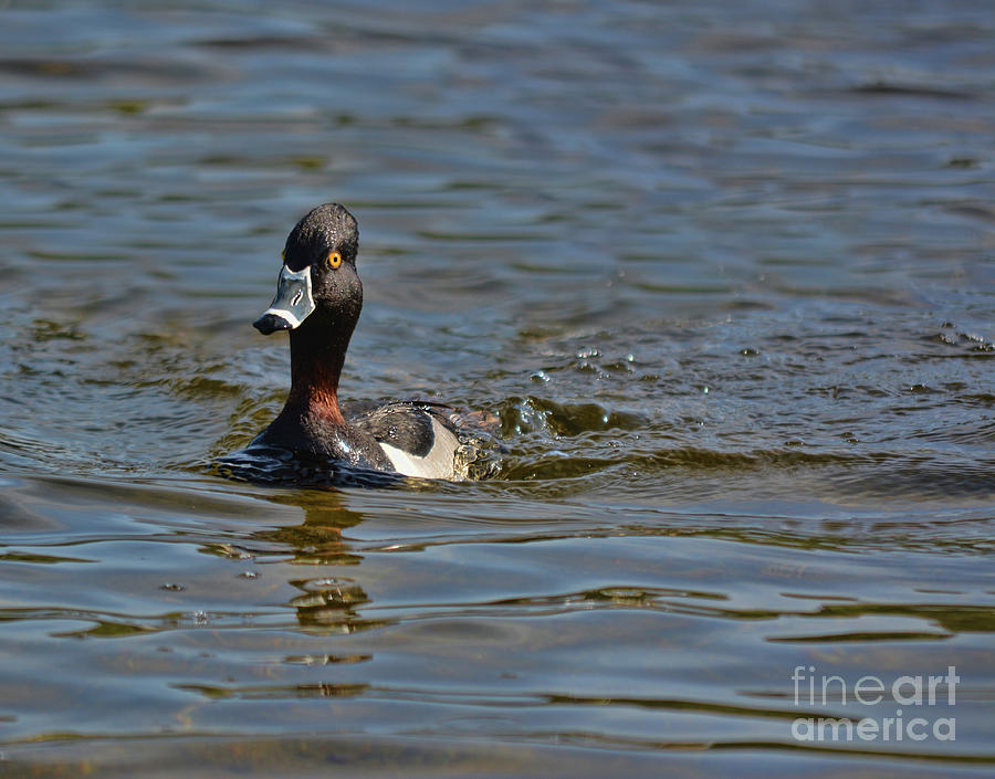 Ring Necked Duck Photograph by Vivian Martin
