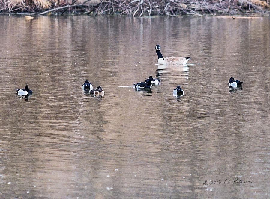 Ring-necked Ducks Photograph by Ed Peterson