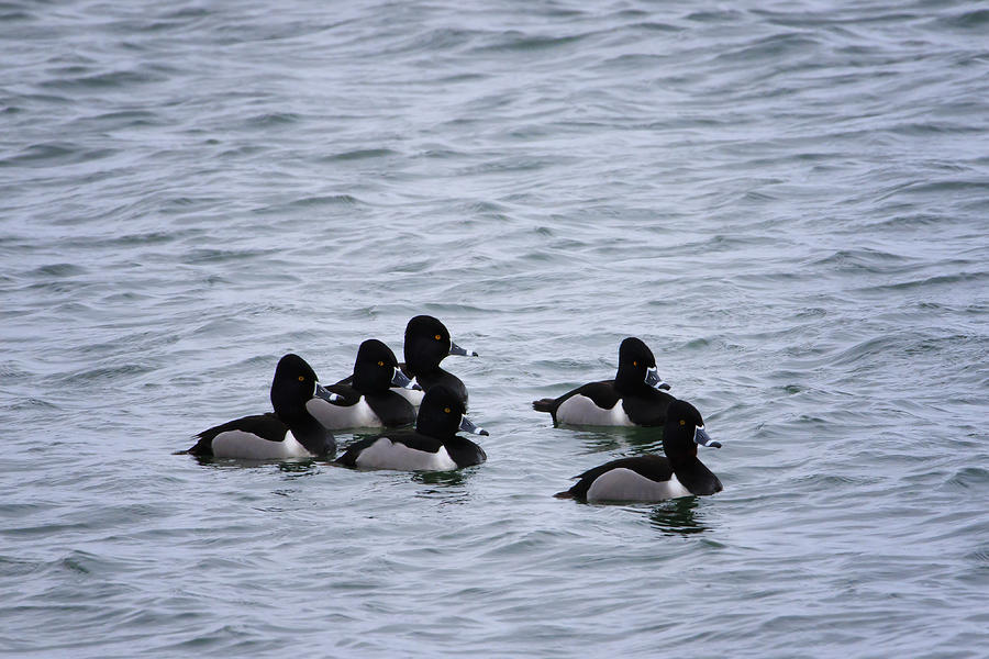Ring-necked Ducks Photograph by Gary Hall