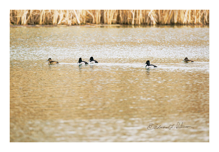 Ring-necked Ducks Swimming Photograph by Ed Peterson