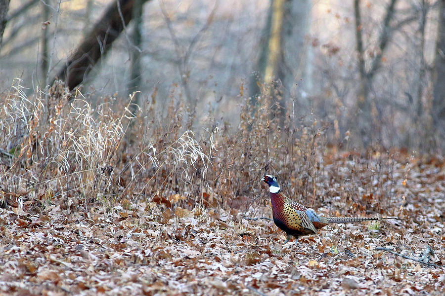 Ring Necked Pheasant #1 Photograph by Alan Look