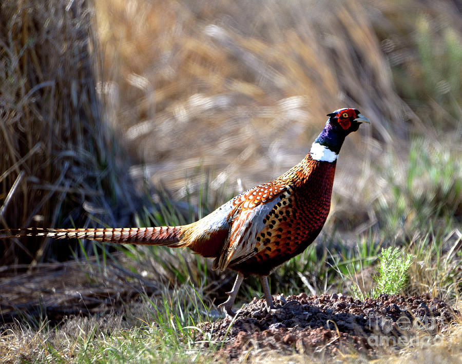 Ring Necked Pheasant 2 Photograph by Denise Bruchman