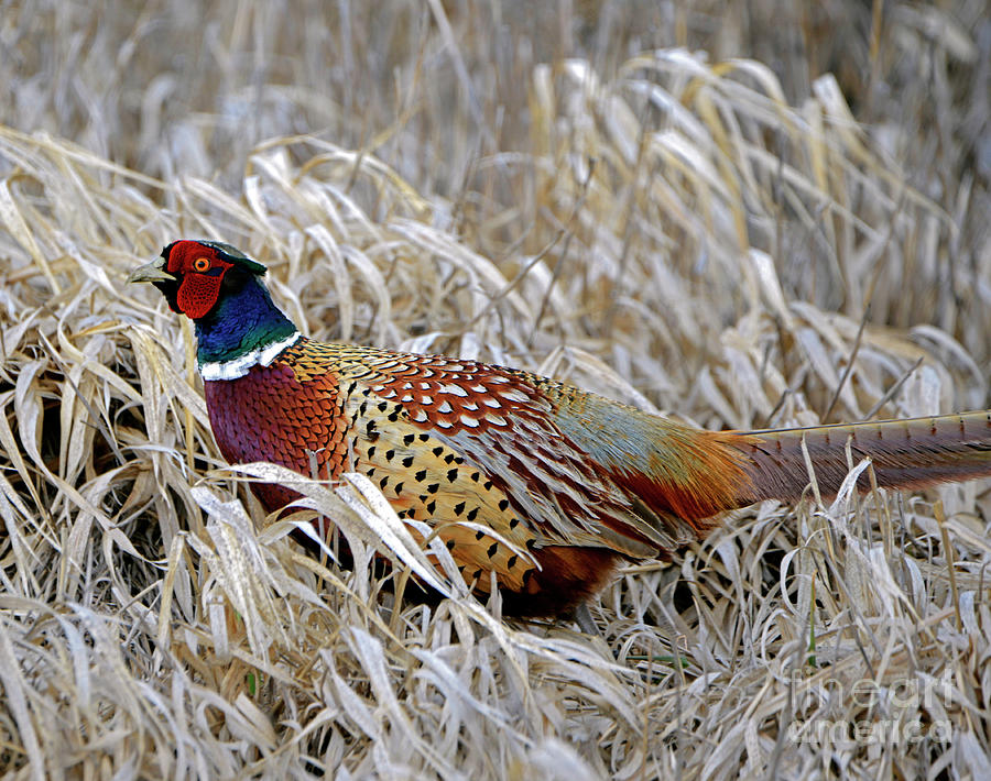 Ring Necked Pheasant Photograph by Denise Bruchman