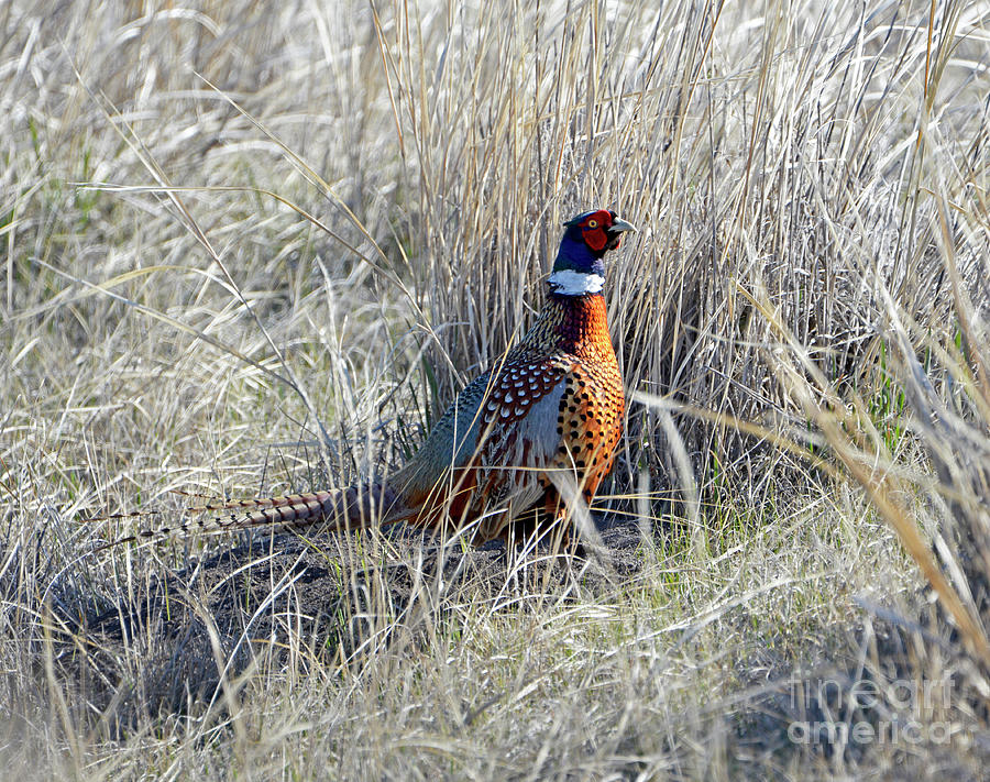 Ring-necked Pheasant - Early Morning Photograph by Denise Bruchman