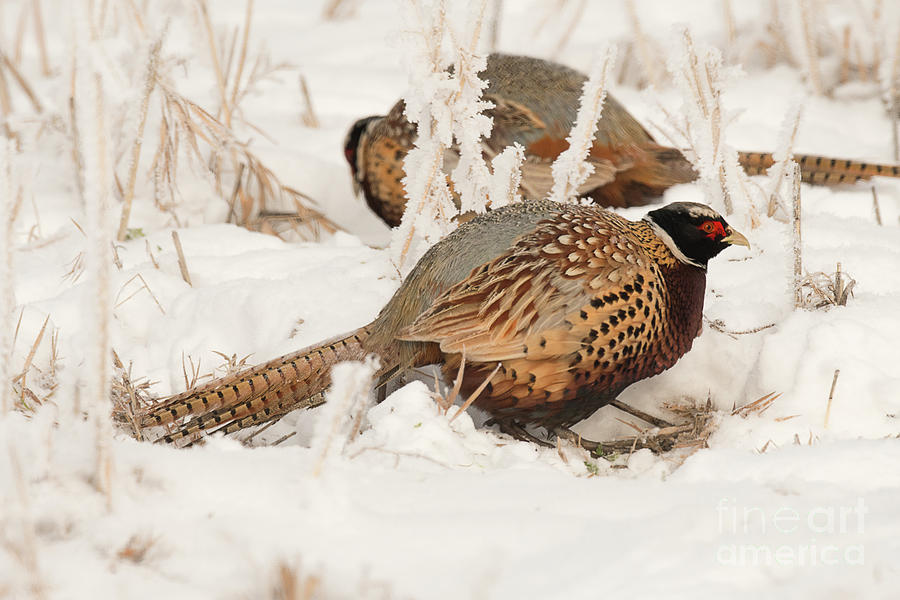 Ring-necked Pheasant Hunting in the Snow Photograph by Dennis Hammer