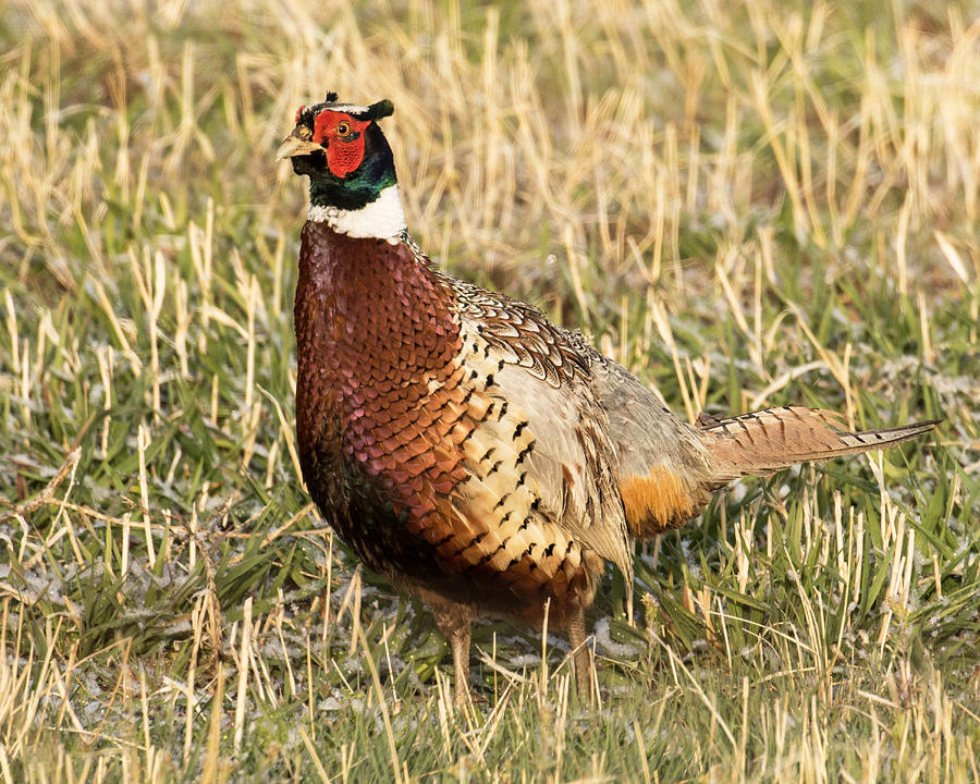 Pheasant Photograph - Ring-necked Pheasant in Frosty Grass by Lois Lake