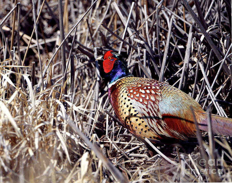 Ring-necked Pheasant - In the Reeds Photograph by Denise Bruchman
