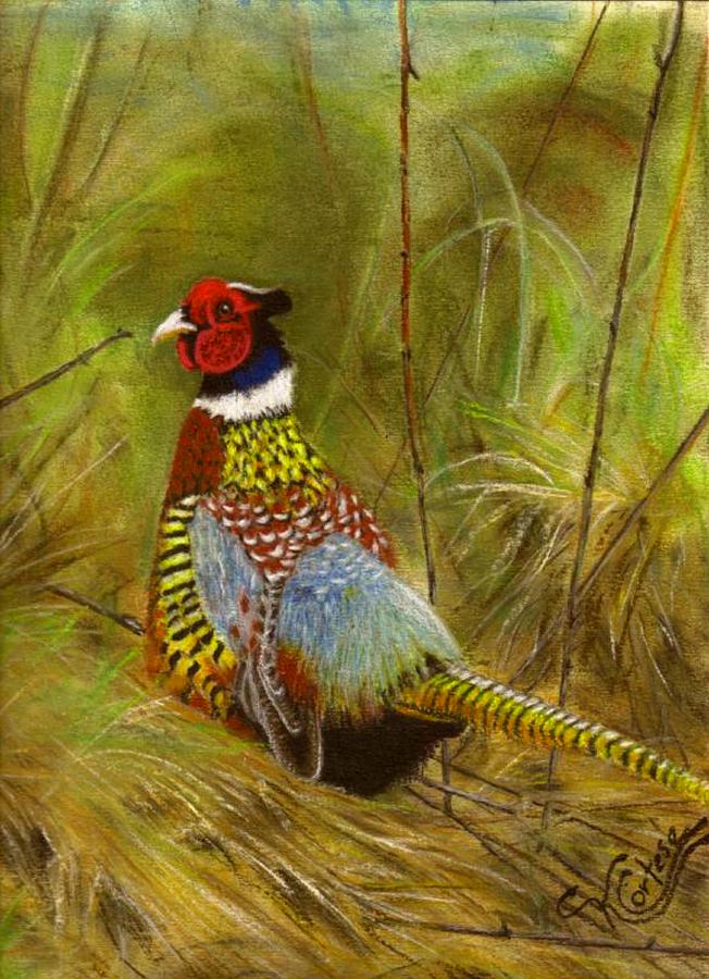 Ring-Necked Pheasant Pastel by Karen Cortese - Fine Art America