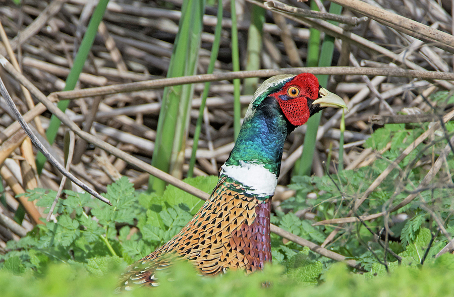 Ring-necked Pheasant Photograph by Loree Johnson