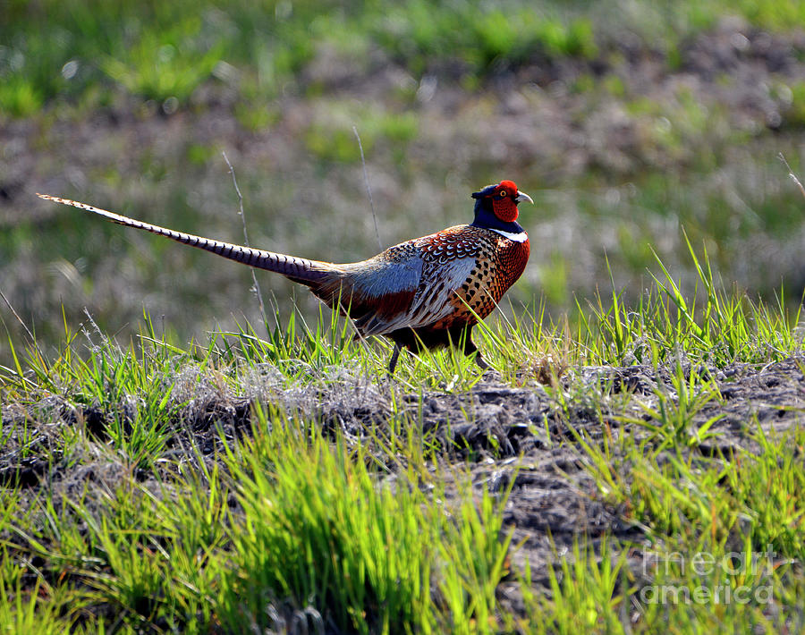 Ring-necked Pheasant - Morning Stroll Photograph by Denise Bruchman