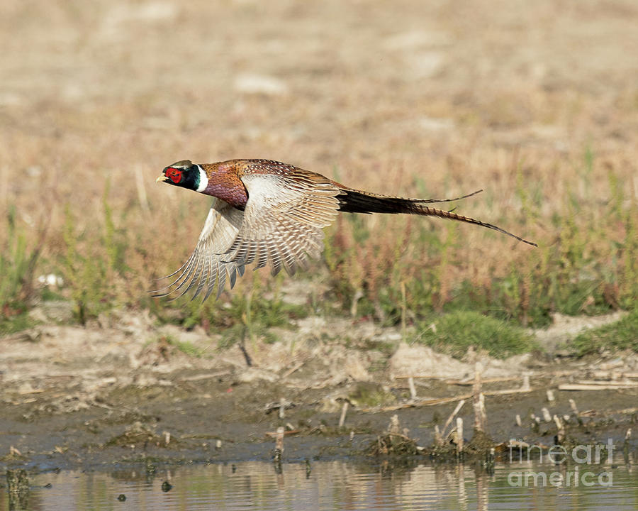 Ring Necked Pheasant on the Wing Photograph by Dennis Hammer