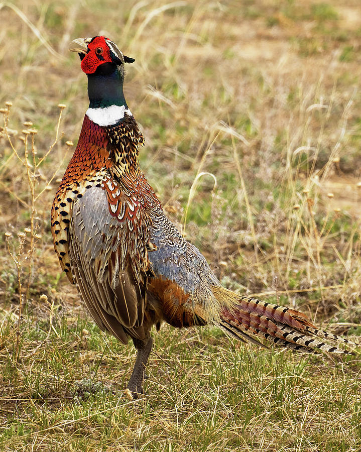 Ring-necked Pheasant Rooster Crowing Photograph by Lois Lake