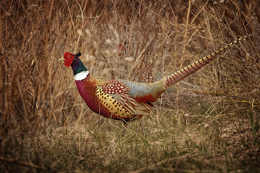 Ring Necked Pheasant Photograph by Susan Rissi Tregoning