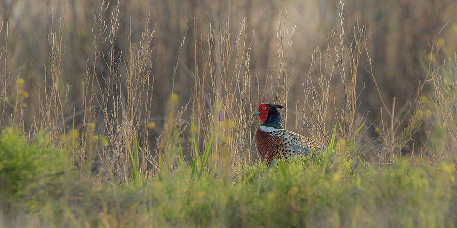 Ring-Necked Pheasant Photograph by Yeates Photography