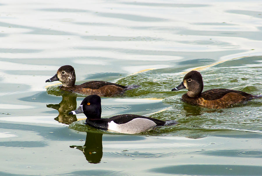 Ring Necked Duck Photograph - Ring-necked Trio by Norman Johnson Ring Necked Duck Photograph - Ring-necked Trio by Norman Johnson