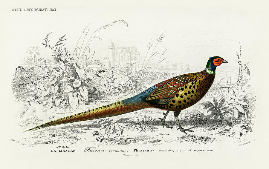 Ring-neckrd pheasant, Phasianus colchicus Painting by Vincent Monozlay