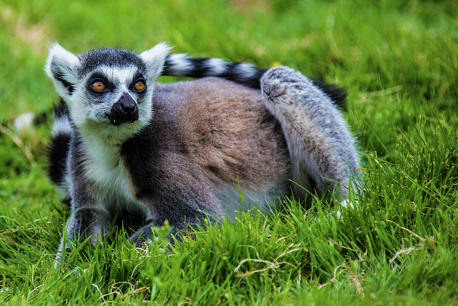 Ring tail lemur Photograph by Ed James
