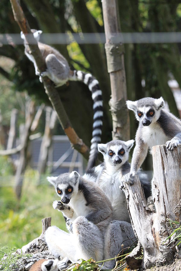Ring-tailed Lemur Photograph by Philip de la Mare