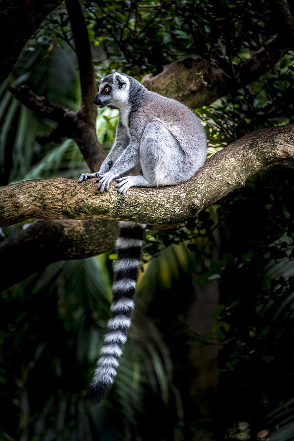 Nature Photograph - Ring-Tailed Lemur 1 by Francisco Gomez
