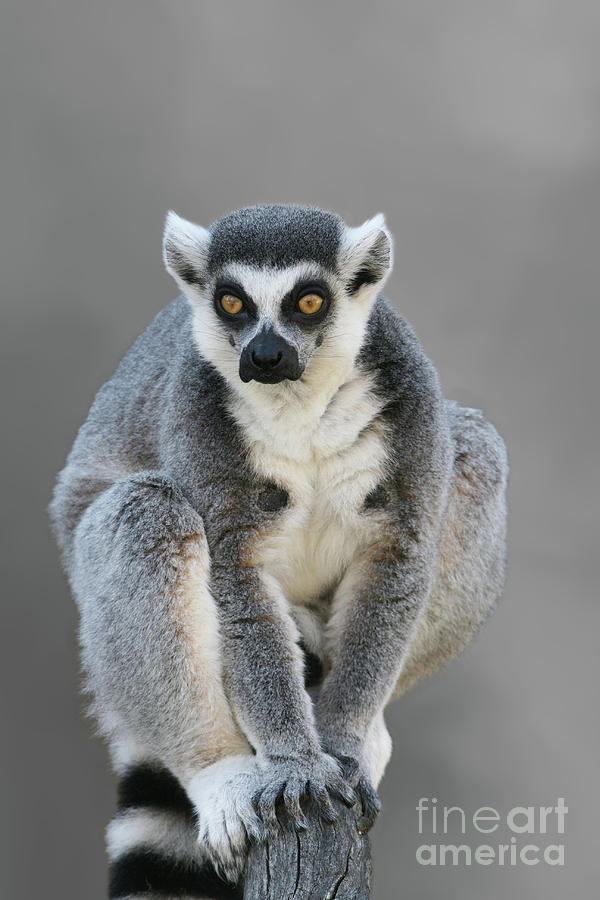 Ring-tailed Lemur #4 V2 by Judy Whitton Ring-tailed Lemur #4 V2 by Judy Whitton