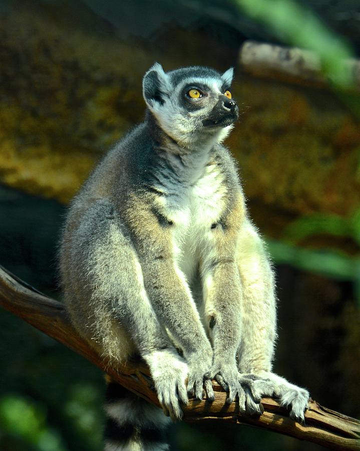 Ring-tailed Lemur Photograph by Carol Bradley