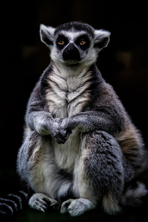 Wildlife Photograph - Ring Tailed Lemur by Chris Lord