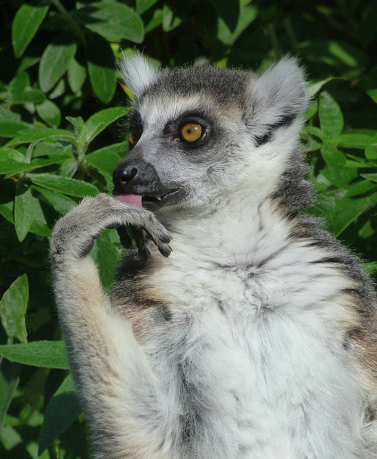 Ring-tailed Lemur Contemplating His Next Snack Photograph by Margaret Saheed