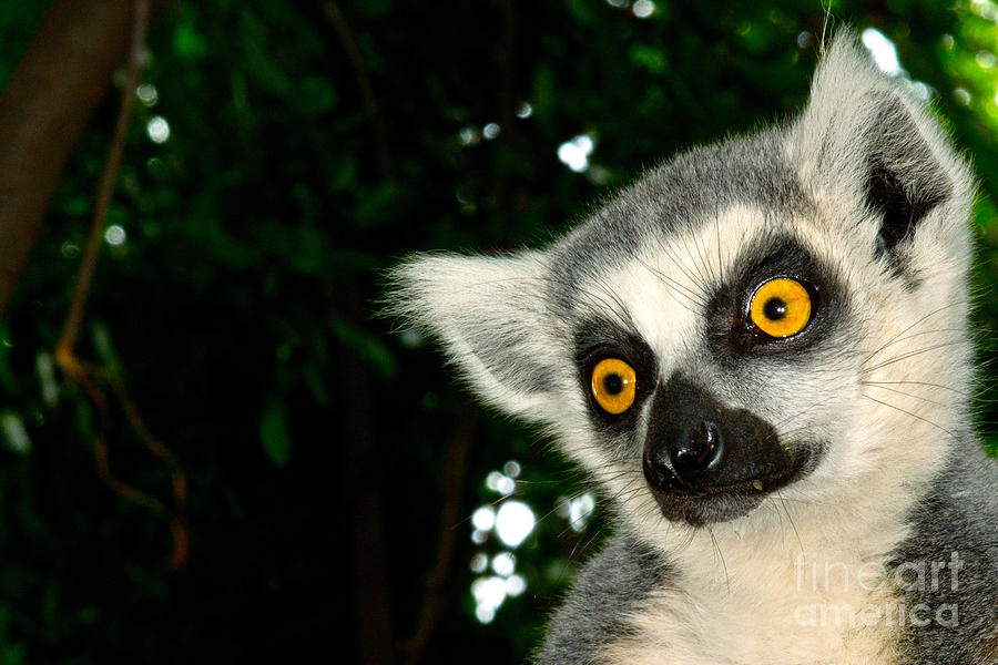 Ring-tailed Lemur Photograph by Dant Fenolio