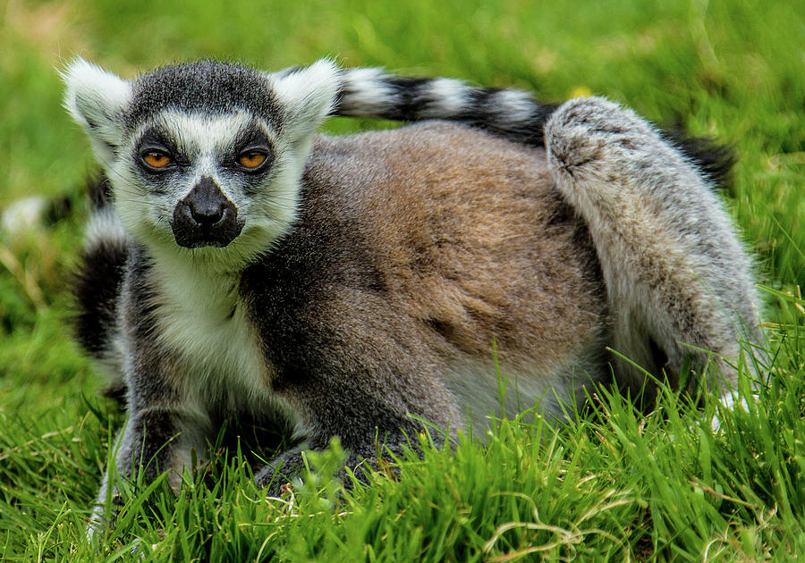 Ring tailed lemur Photograph by Ed James