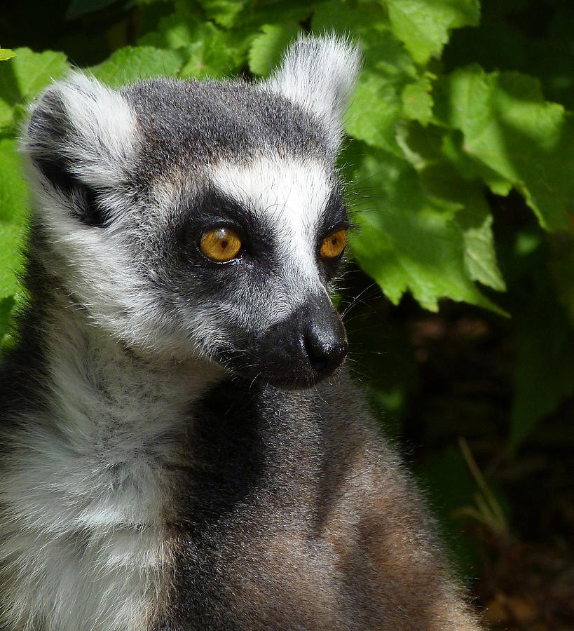 Ring-tailed Lemur In Summer Sun Photograph by Margaret Saheed