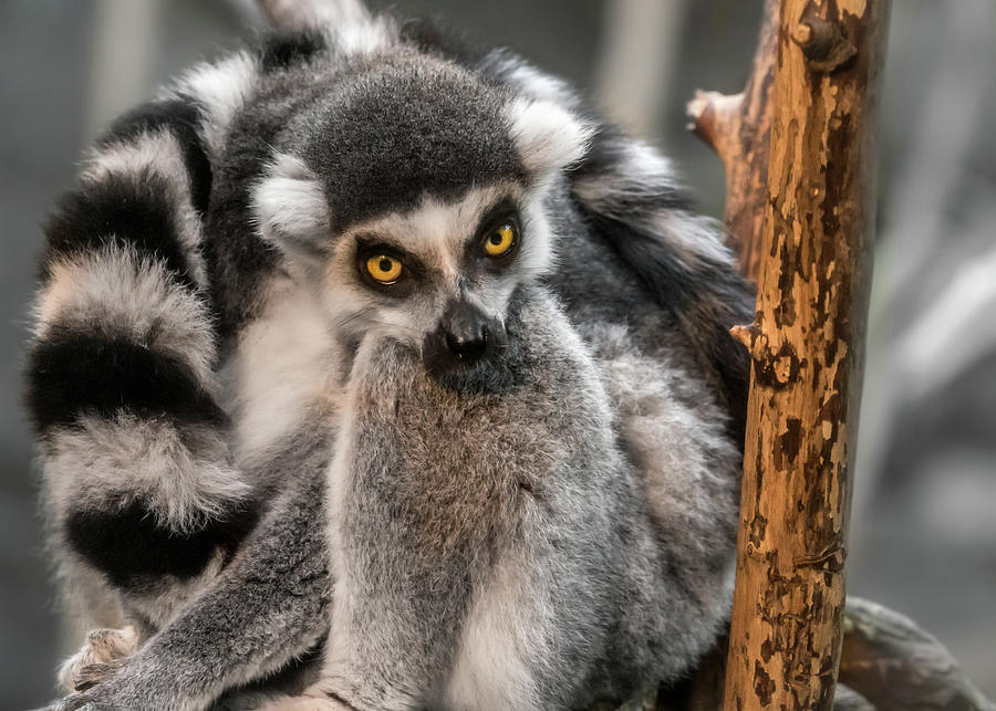 Ring Tailed Lemur Photograph by Jim Hughes
