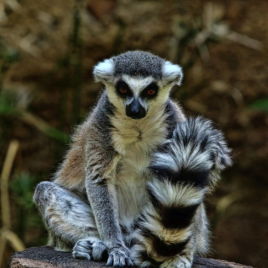 Ring-Tailed Lemur – Sand Tray Therapy
