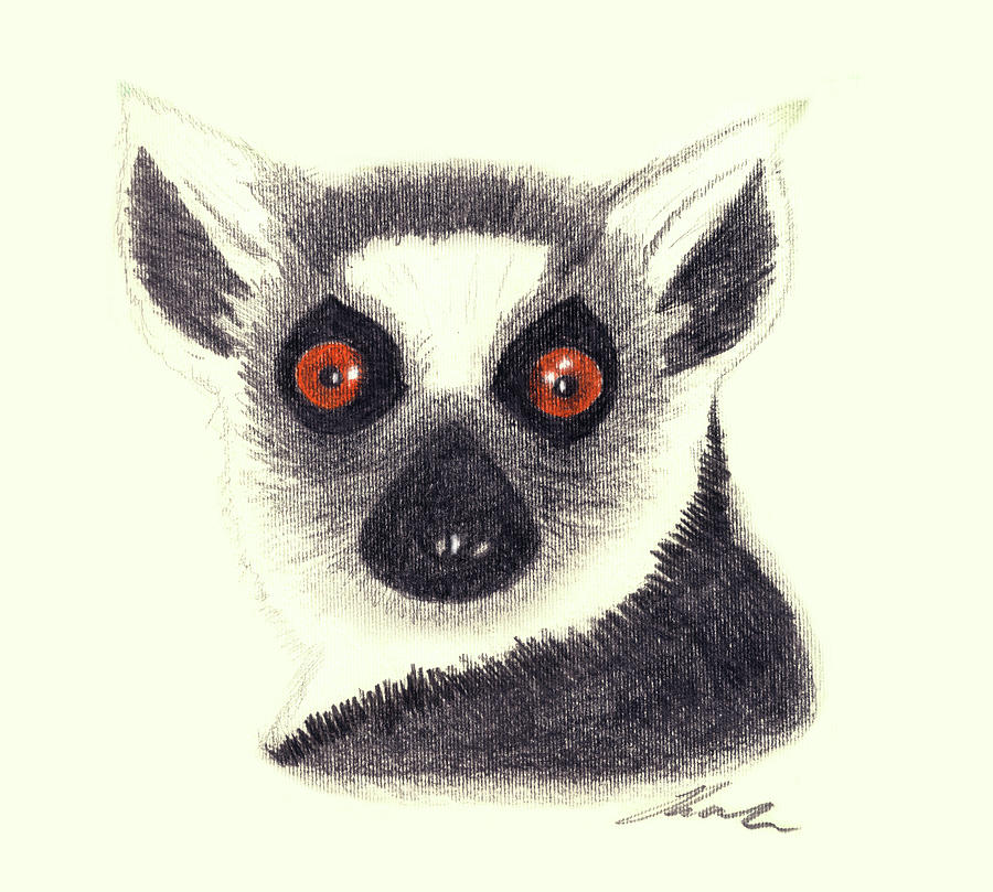 Ring Tailed Lemur Drawing by Julie L Hoddinott