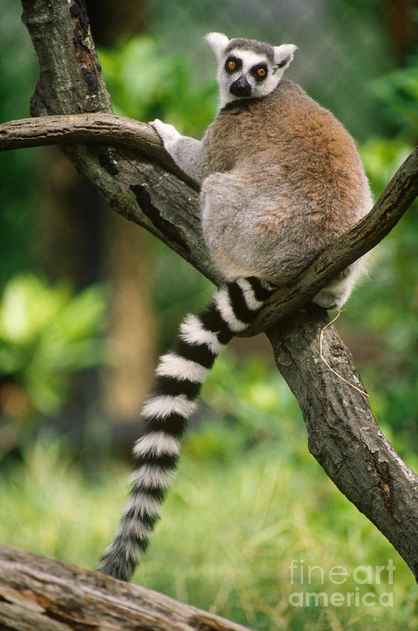 Ring-tailed Lemur Lemur Catta Photograph by Mark D. Phillips