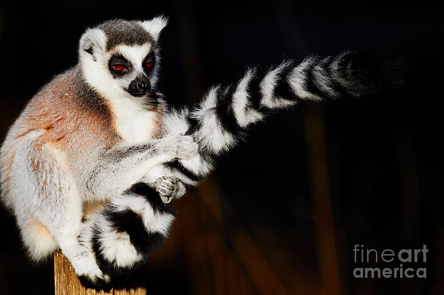 Wildlife Photograph - Ring-tailed lemur  by Nick Biemans