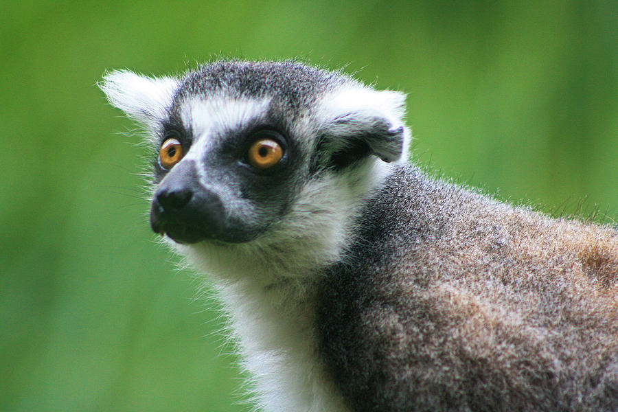 Ring-tailed Lemur Portrait Photograph
