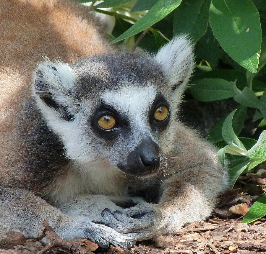 Ring-Tailed Lemur Relaxing Photograph by Margaret Saheed