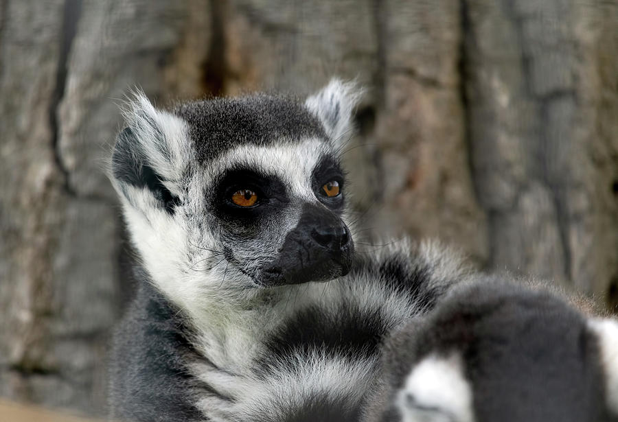 Ring-Tailed Lemur Photograph by Sam Rino