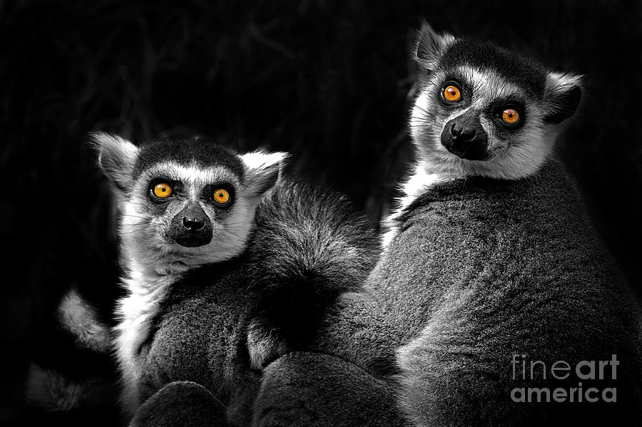Ring-tailed Lemur Photograph by Sonya Lang