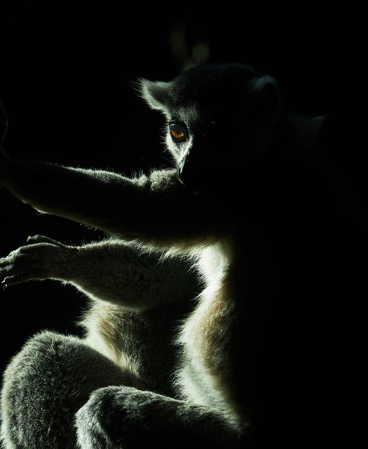 Ring Tailed Lemur Photograph by Steven Ralser