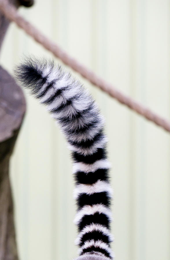 Ring Tailed Lemur Tail Photograph by Steven Ralser