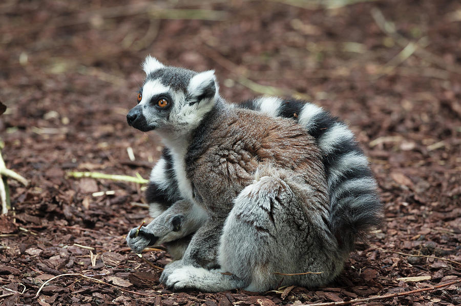 Ring-tailed Lemur  Photograph by Tim Abeln