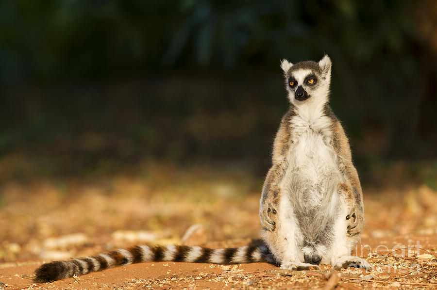 Ring-tailed Lemur Photograph by Tony Camacho