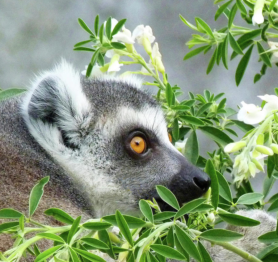 Ring-tailed Lemur Watching His Group  Photograph by Margaret Saheed