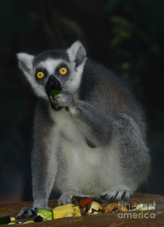 Ring Tailed Lemure Photograph by Elaine Manley
