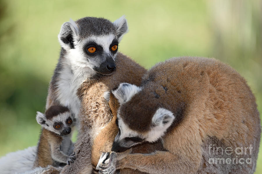 Mammal Photograph - Ring Tailed Lemurs family by George Atsametakis