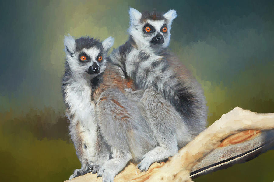 Ring-tailed Lemurs- Sedona and Verde Photograph by Donna Kennedy