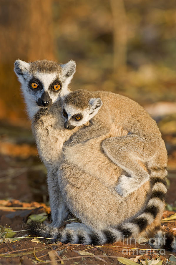 Ring-tailed Lemurs Photograph by Tony Camacho