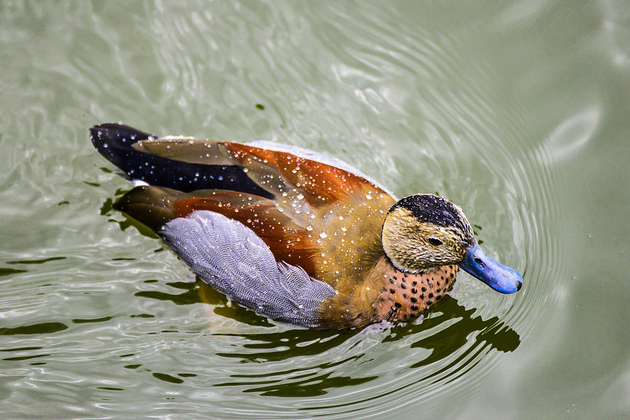 Ring teal Duck Photograph by Bill Hosford
